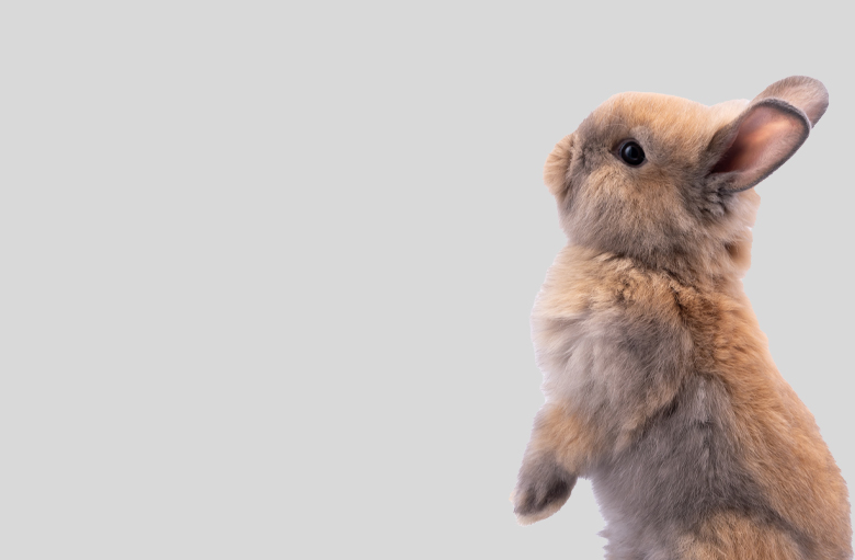 very-cute-baby-rabbit
